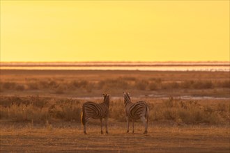 Burchell's Zebras (Equus burchelli) at sunset at a water hole