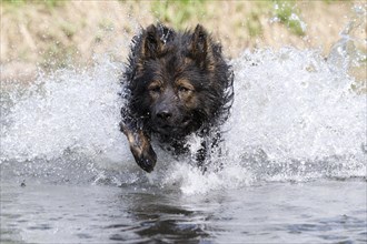 Longhaired Old German Shepherd Dog playing in a river