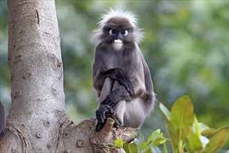Dusky Leaf Monkey or Spectacled Langur (Trachypithecus obscurus)
