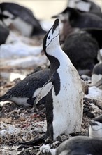 Chinstrap Penguin (Pygoscelis antarctica) during courtship