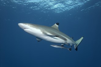 Blacktip Reef Shark (Carcharhinus melanopterus) with Live Sharksucker (Echeneis naucrates)