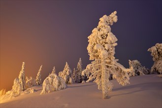 Trees in a snow-covered winter landscape