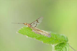 Mayfly (Ephemera lineata)