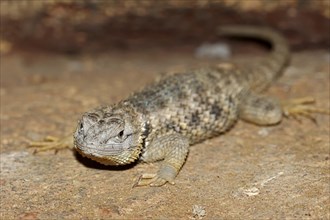 Yellow-backed Spiny Lizard (Sceloporus magister)