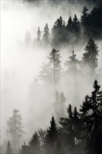 Coniferous forest in the fog