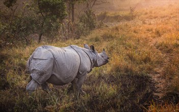 Indian Rhinoceros (Rhinoceros unicornis)