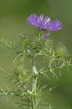 Spiny Plumeless Thistle (Carduus acanthoides)