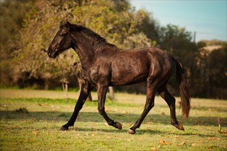 Black Menorquin stallion