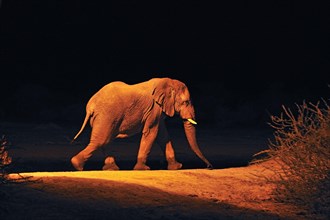 African Elephant (Loxodonta africana) at a waterhole in the evening
