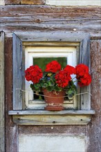 Small window with flowering Geraniums (Pelargonium Zonal Hybrid) on the Hackerhaus building