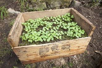 Small Radish (Raphanus sativus) and Carrot (Daucus carota subsp. sativus) seedlings sown together in a wooden crate