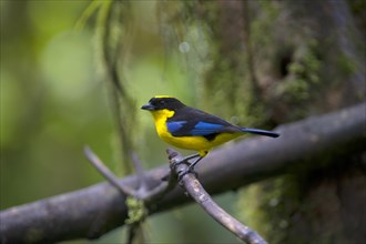 Blue-winged Mountain Tanager (Anisognathus somptuosus) male