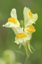 Common Toadflax (Linaria vulgaris)