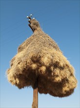Huge communal nest of Sociable Weavers (Philetairus socius) on a telephone pole