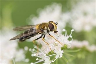 Hoverfly (Leucozona glaucia)