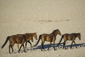 Wild horses in the Namib Desert