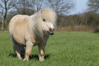 Mini Shetland Pony