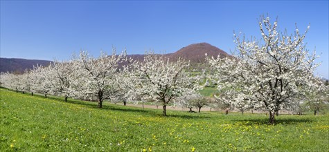 Fruit tree blossom in Neidlingen Valley