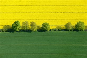 Hedgerow landscape with fields of rape