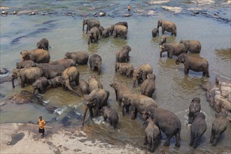 Herd of Asian elephants (Elephas maximus) from the Pinnawala Elephant Orphanage bathing in the Maha Oya river