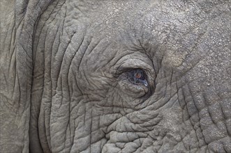 African Elephant (Loxodonta africana)