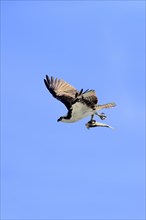 Osprey (Pandion haliaetus carolinensis) flying with captured fish