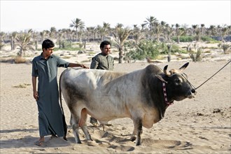 Omanis wearing traditional clothing proudly displaying a bull before a bull fight