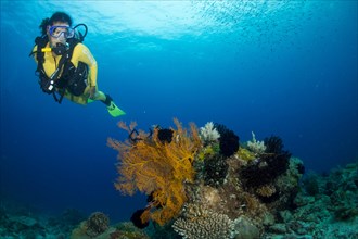Scuba diver in a colourful coral reef