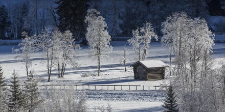 Trees covered in hoarfrost in Gschnitztal Valley