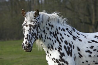 Appaloosa horse