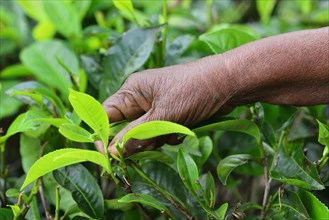 Hand of an elderly woman picking tea leaves