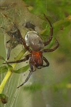 Water Spider or Diving Bell Spider (Argyroneta aquatica)