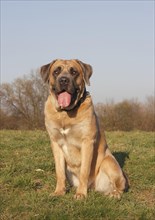 Cane Corso