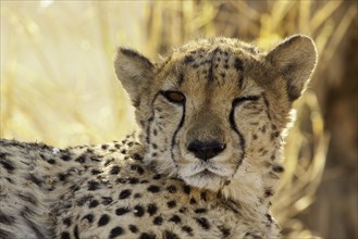 Resting Cheetah (Acinonyx jubatus)