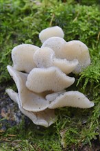 Jelly Tooth or Toothed Jelly fungus (Pseudohydnum gelatinosum)