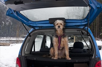 Bosnian Coarse-haired Hound or Barak-hybrid sitting in the trunk of a car