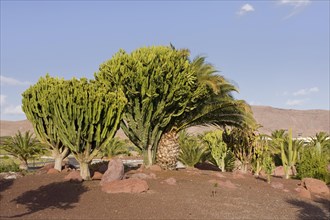 Cacti (Cactaceae) in Las Playitas