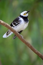 Black-necked Starling (Sturnus nigricollis)