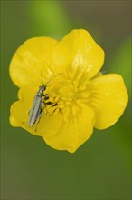 False Blister Beetle or Pollen-Feeding Beetle (Oedemera virescens) on a Tall Buttercup (Ranunculus acris)