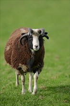 Jacob sheep (Ovis ammon f aries)