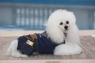 White poodle with denim suit and Visa credit card at a swimming pool