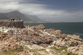 Rocky coastline and vantage point for whale watching in Hermanus
