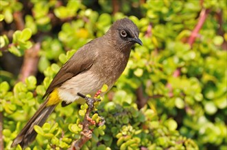 Cape Bulbul (Pycnonotus capensis)