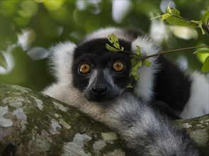 Black-and-white ruffed lemur (Varecia variegata) lies on branch under canopy