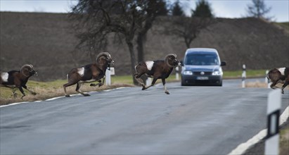 Wild mouflon (Ovis orientalis orientalis group) running over a road