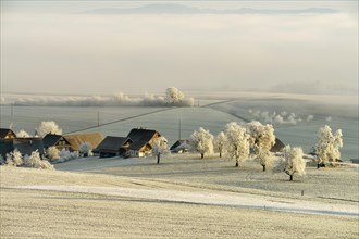 Wintry landscape in hoarfrost with farm and fruit trees
