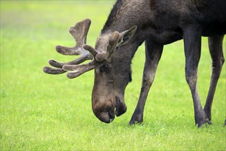 Moose (Alces alces)