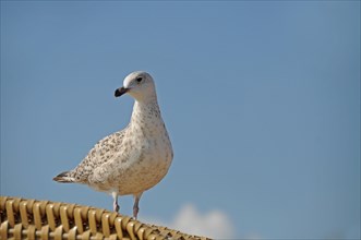 Young herring gull (Larus argentatus) on a wicker beach chair