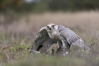 Saker Falcon (Falco cherrug) with prey