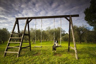 Border Collie leaning on a wooden swing in front of an olive grove